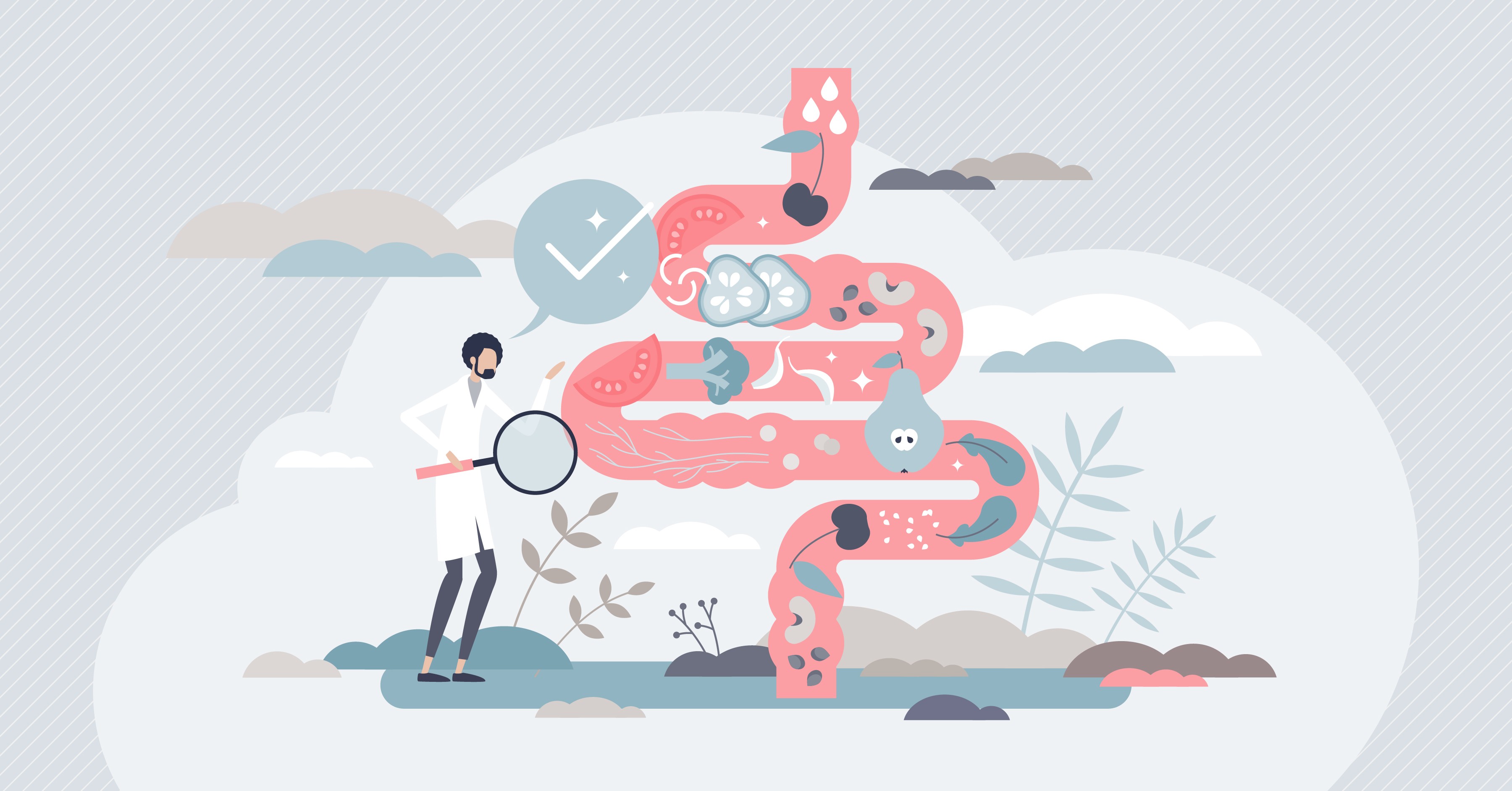 Les étapes de la digestion